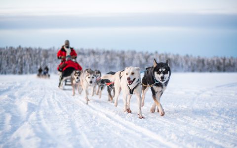 Husky Safari in Lapland